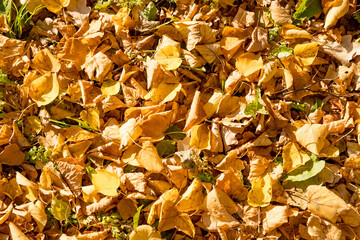 Colorful background of fallen autumn leaves.A natural background of bright autumn leaves fallen to the ground, a top view of yellow, red, orange and golden leaves on the ground in a park or garden.