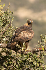 Adult male Golden eagle in his favorite watchtower on an oak branch with the first light of day