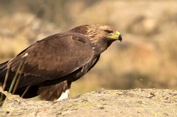 Young female Golden eagle in her favorite watchtower with early morning light in hilly terrain