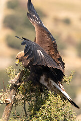 Young female Golden eagle in her favorite watchtower with early morning light in hilly terrain