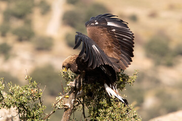 Young female Golden eagle in her favorite watchtower with early morning light in hilly terrain