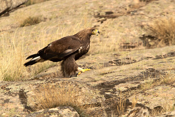 Young female Golden eagle in a mountain territory at her favorite perch with the first light of dawn