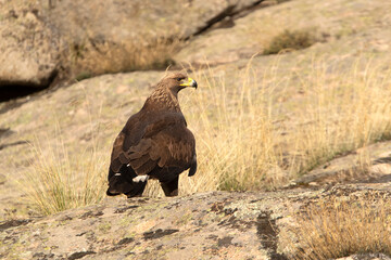 Young female Golden eagle in a high mountain oak forest with the first light of day