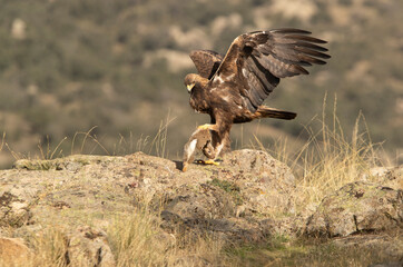 Adult male Golden eagle with a newly hunted rabbit in a mountainous area of oaks with the first light of day