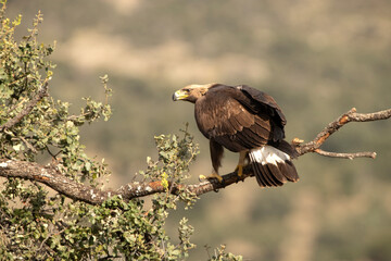 Young female Golden eagle in a high mountain oak forest with the first light of day
