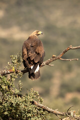 Young female Golden eagle in a high mountain oak forest with the first light of day