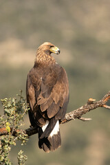 Young female Golden eagle in her favorite watchtower with early morning light in hilly terrain