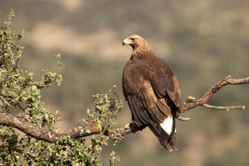 Young female Golden eagle in a high mountain oak forest with the first light of day