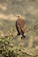 Young female Golden eagle in a mountain territory at her favorite perch with the first light of dawn