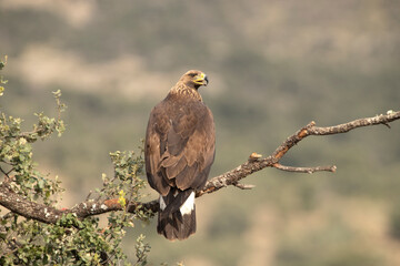 Young female Golden eagle in a high mountain oak forest with the first light of day