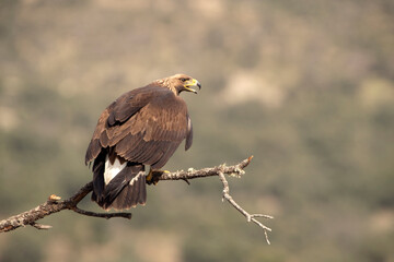 Young female Golden eagle in a high mountain oak forest with the first light of day