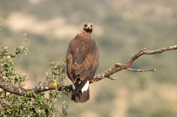 Young female Golden eagle in a mountain territory at her favorite perch with the first light of dawn
