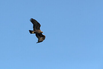 Male golden eagle flying in a mountain forest of oak and pine trees with the first light of day