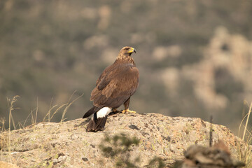 Young female Golden eagle in a high mountain oak forest with the first light of day