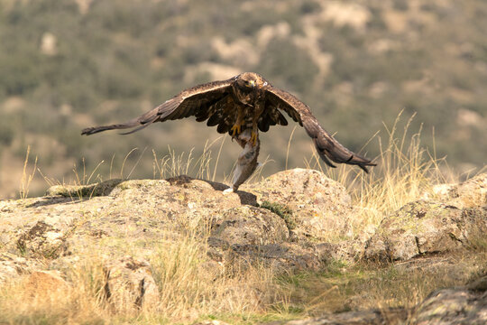 Adult male Golden eagle with a newly hunted rabbit in a mountainous area of oaks with the first light of day