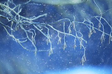branches covered with frost background abstract winter december view