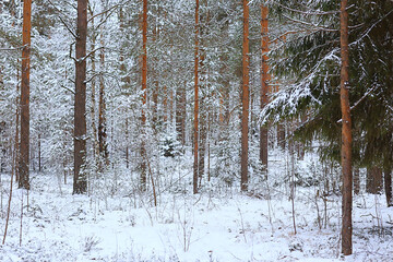 winter fir trees in the forest landscape with snow covered in december