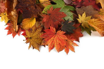 Autumn maple leaves 