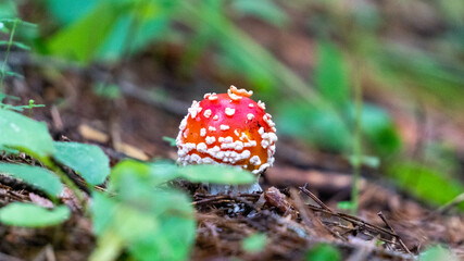 Small amanita muscaria fly mushroom in the forest surrounded by grass