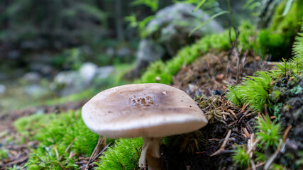 Mushroom in the forest