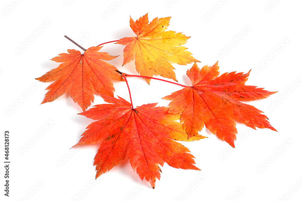 Sticker Beautiful autumn maple leaves isolated on white