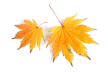 Beautiful autumn maple leaves isolated on white