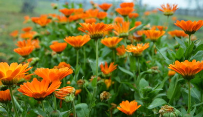 orange flowers in the garden