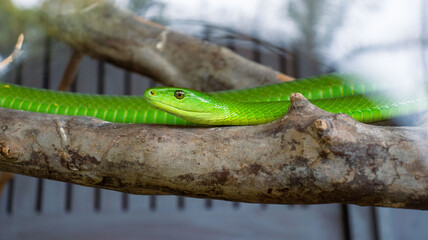A green snake in a glass cage 