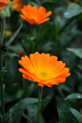 orange flowers in the garden