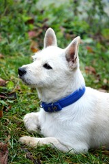 Obraz premium white dog