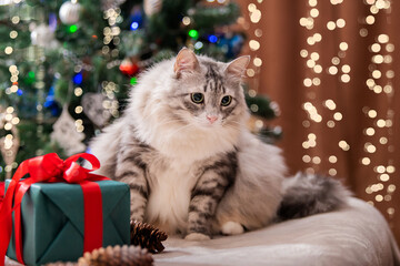 Christmas cat. Portrait of fat fluffy cat next to gift box on the background of a Christmas tree and lights of garlands.