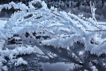 branches covered with frost background abstract winter december view