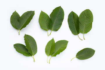 Mitragyna speciosa, Fresh kratom leaves on white background