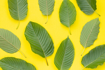 Mitragyna speciosa, Fresh kratom leaves on yellow background