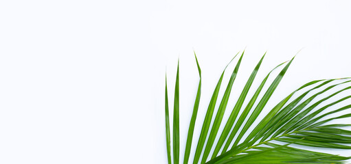 Green leaf of palm tree on white background.