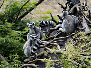 Velká rodina Ring-tailed Lemur, Lemur catta, sedí ve větvích a pozorují okolí