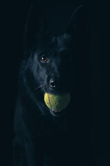 Black Dog with Tennis Ball on Black Background