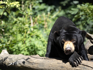 Malayan sun bear, Helarctos malayanus, resting on a dry trunk