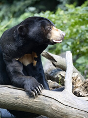 Malayan sun bear, Helarctos malayanus, resting on a dry trunk