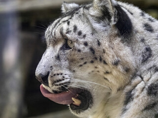 Portrait of a female Snow Leopard, Panthera uncia,