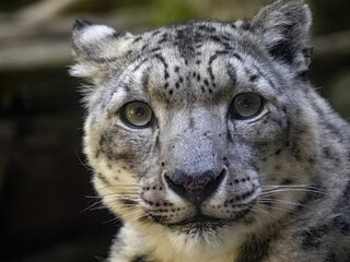 Portrait of a female Snow Leopard, Panthera uncia,