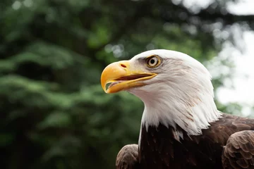 Poster Bald eagle portrait. Green tree background with bokeh. © Elena Dijour