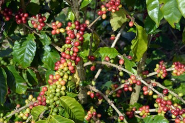 arabica coffee beans in the garden 