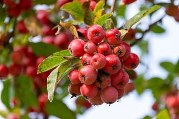 Aronia - Aroniabeere - Apfelbeere