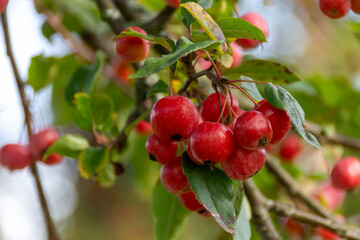 Aronia - Aroniabeere - Apfelbeere