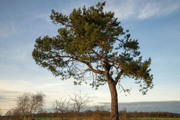 Fototapeta na wymiar a large pine tree in the field