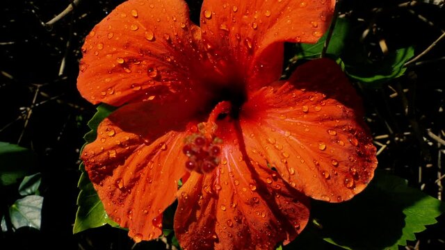 Closeup of a red hibiscus flower blossom with raindrops. Slow-motion footage. Natural plant background.