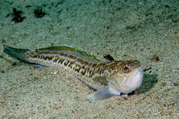 Greater weever (Trachinus draco) on sandy sea floor