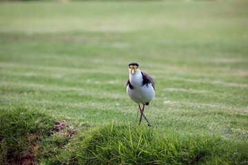 Australian native masked lapwing bird found in a field of grass at Adelaide, South Australian parklands