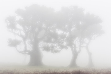 Laurel trees in the mist in part of the ancient Laurisilva forest near Fanal, Madeira